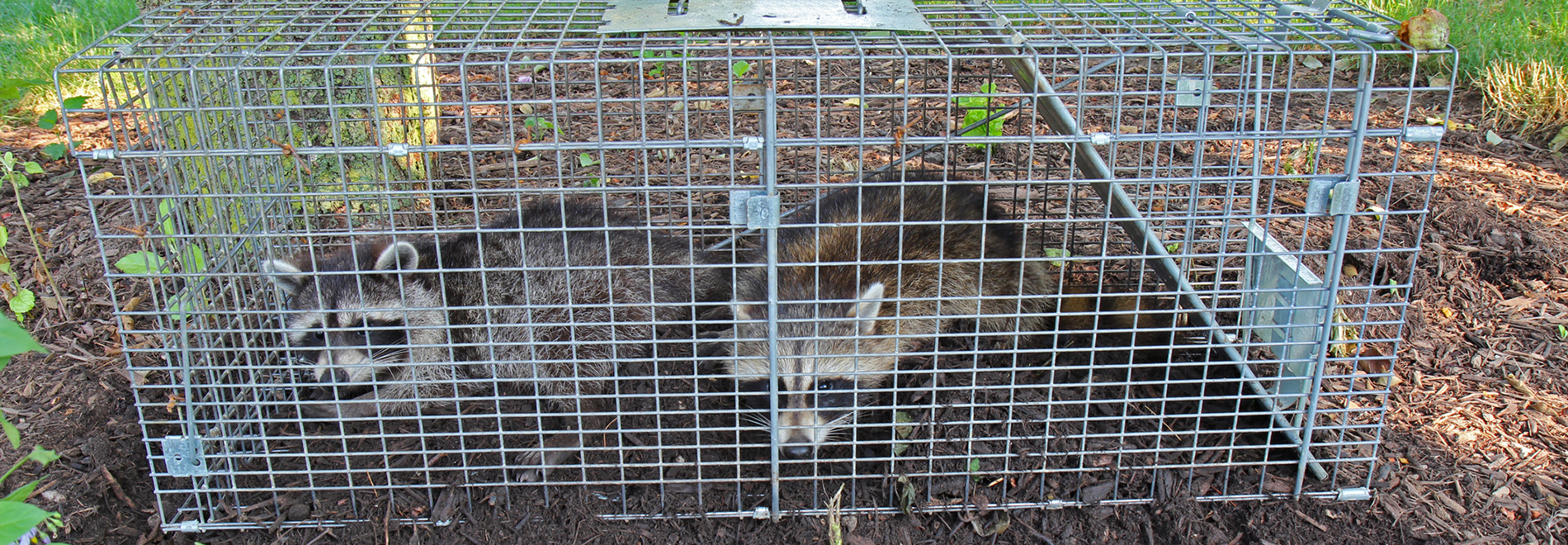 raccoons trapped