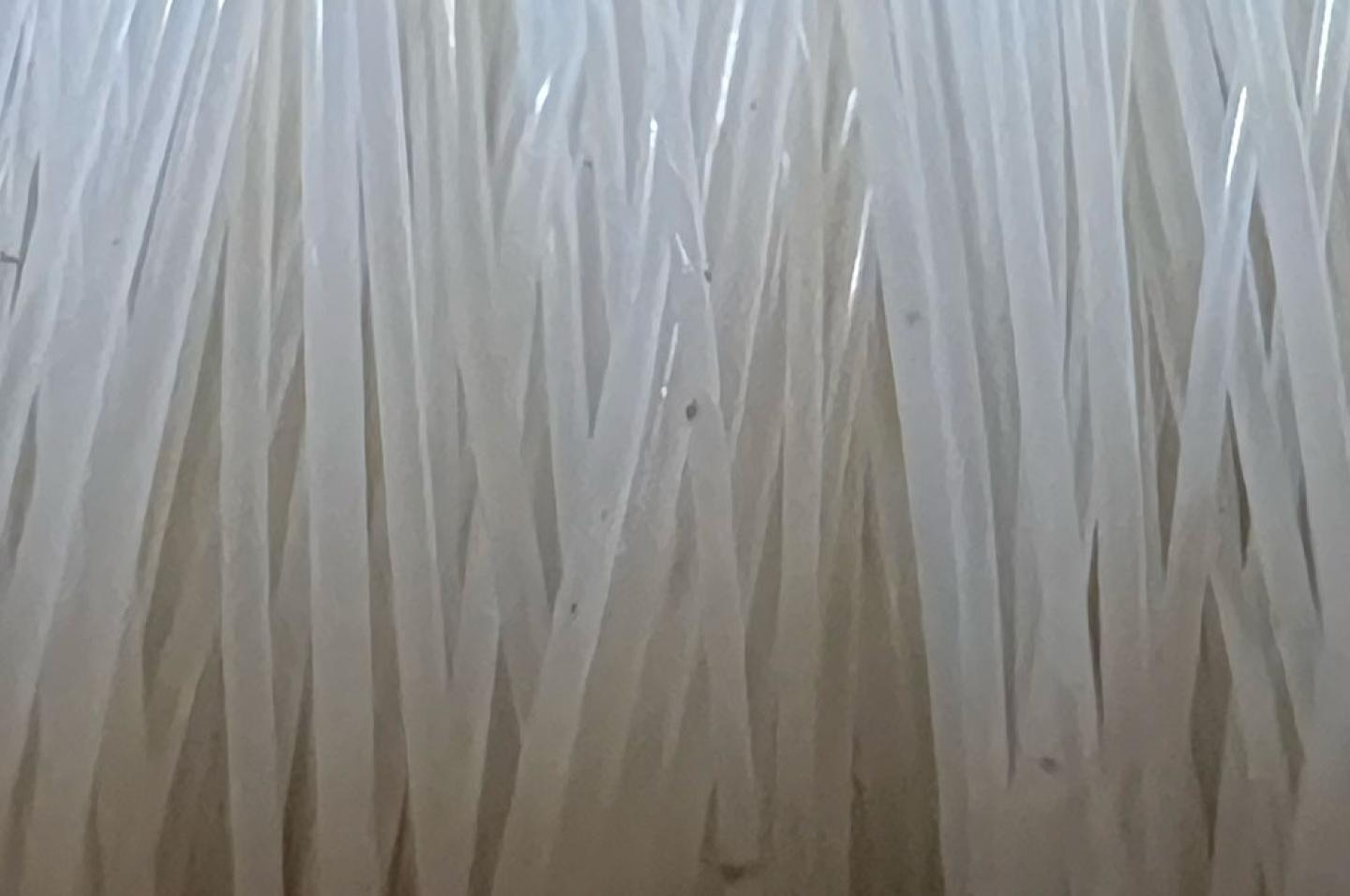 Sci Lume Bylon banner photo