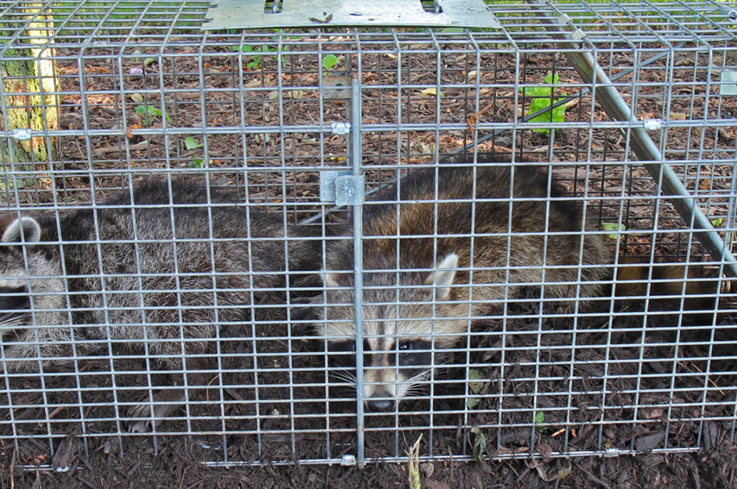 raccoons trapped